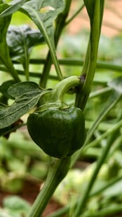 青辣椒生长状态特写