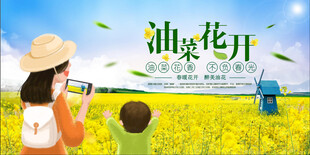 油菜花