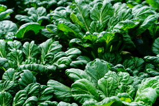 鲜嫩的绿叶蔬菜