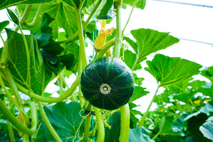 藤蔓上的翠绿南瓜