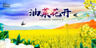 油菜花 