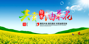 油菜花 