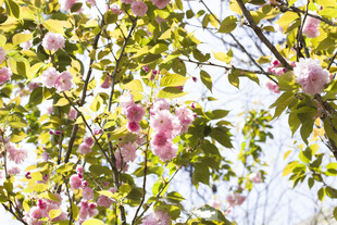 春日繁花满枝的烂漫景象