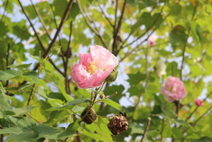 粉色木芙蓉绽放于枝头
