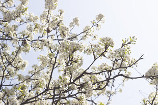 豆梨枝头绽放的洁白花朵