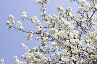 豆梨花枝头绽放的洁白繁花