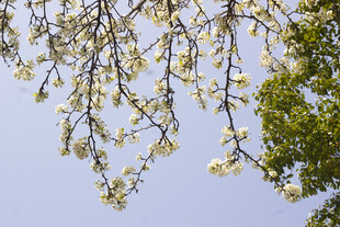 豆梨枝头繁花绽