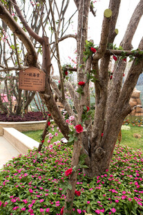 繁花簇拥下的虬枝老树