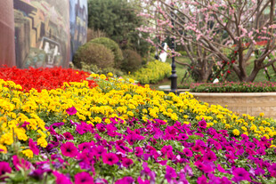 春日多彩花卉景观