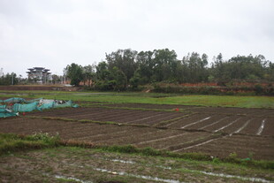 乡村田野农田景象
