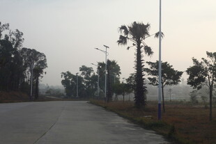 雾中林荫道路景观