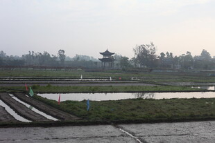 乡村水田风光景致