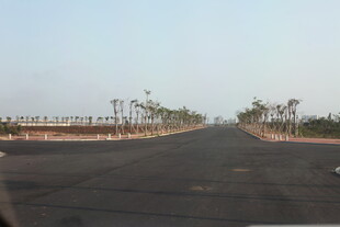 宽阔道路旁整齐排列树木