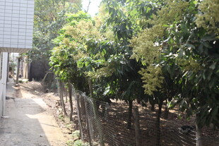 路边绿树成排的景象