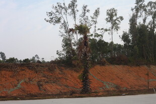 路边土坡上的树木景观