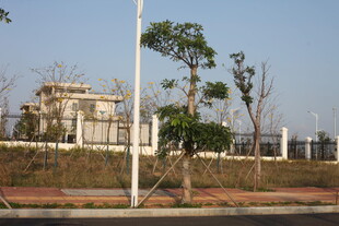 城郊道路旁的树木与建筑