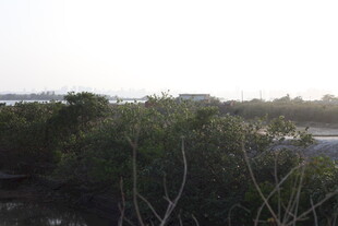 海岸边的茂密植被景观