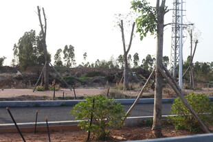 道路旁新植树木景观