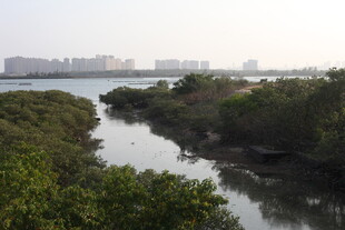 河畔绿意 城市远景风光