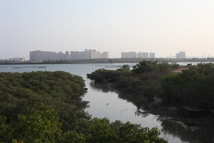 河畔绿植环绕的城市景观