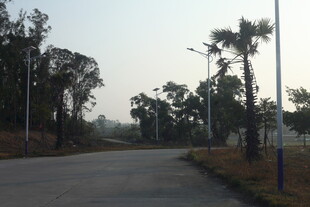 乡间林荫路风景