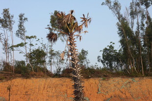 田野中独株棕树景象