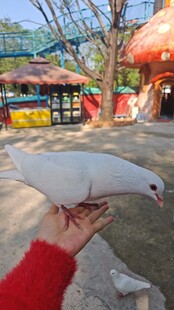 手托白鸽的温馨瞬间