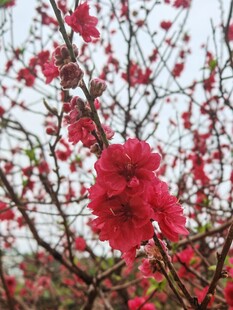 盛开的娇艳红桃花