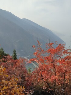 秋日山林红叶映远山