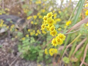 黄色小花绽放于绿植间