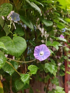 紫色牵牛花攀爬绿叶间