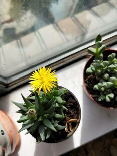 窗台上的黄色小花与多肉