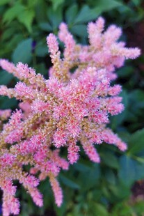 花簇