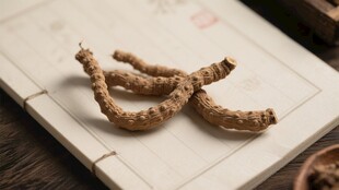 虫草中药材麦角冬虫夏草菌寄生