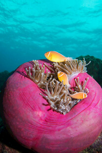 粉色海葵上的小鱼