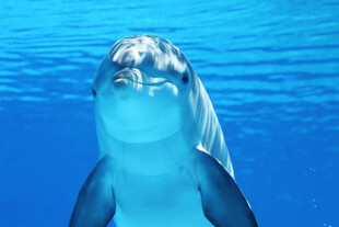 水下的白鲸