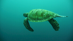 海洋中游动的绿海龟