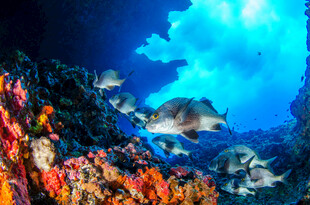 海底斑斓珊瑚与游动鱼类