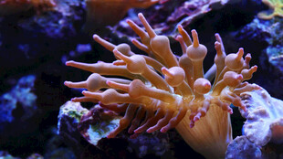 美丽珊瑚绽放海底世界