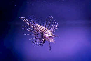 梦幻紫色海洋生物