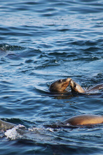 海面上游泳的海豹