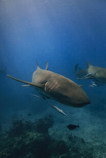 深海中的锤头鲨
