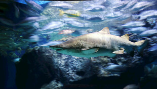 梦幻海底世界中的游动生物