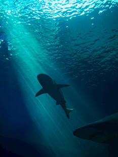 深海中鲨鱼的光影瞬间