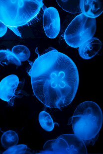梦幻蓝色水母群