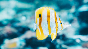 条纹黄白小鱼水中游