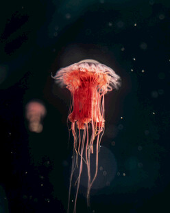 梦幻红色水母在水中摇曳
