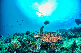 海龟在海底的美丽景象