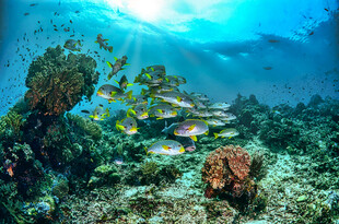 海底斑斓珊瑚与多彩鱼类