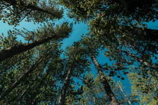 仰望森林高耸入云的树木